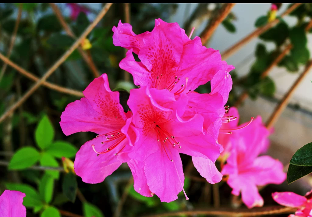 Pink Rhododendron Bloom Petals Speckled warm Garden