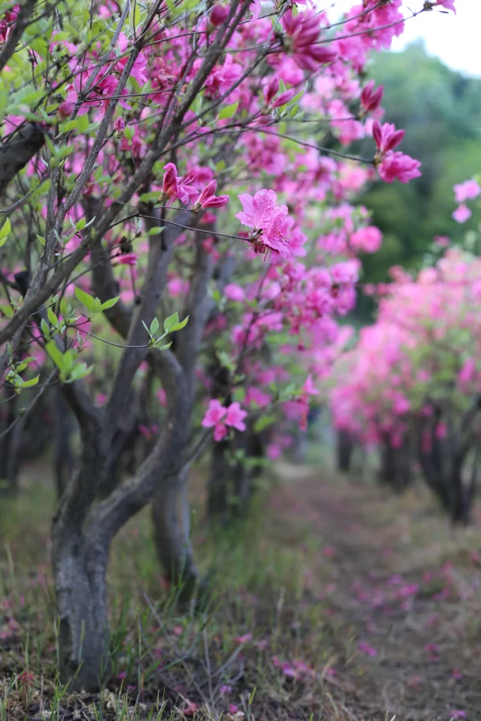Pink Rhododendron Bloom Petals Tree