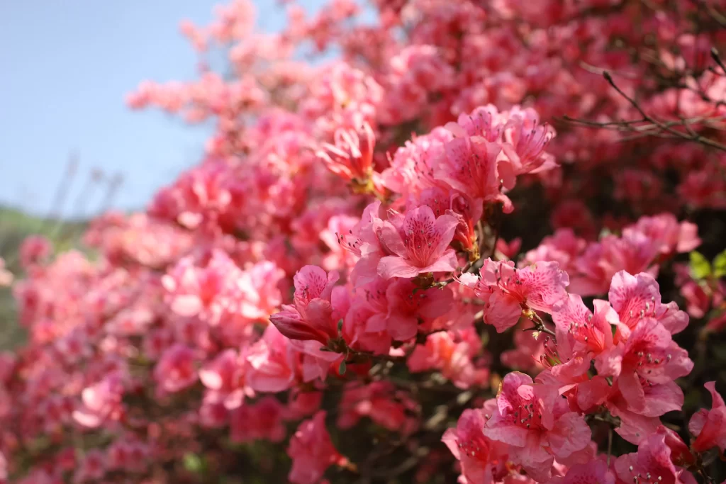 Pink Rhododendron Bloom Petals Dense warm Sunlight