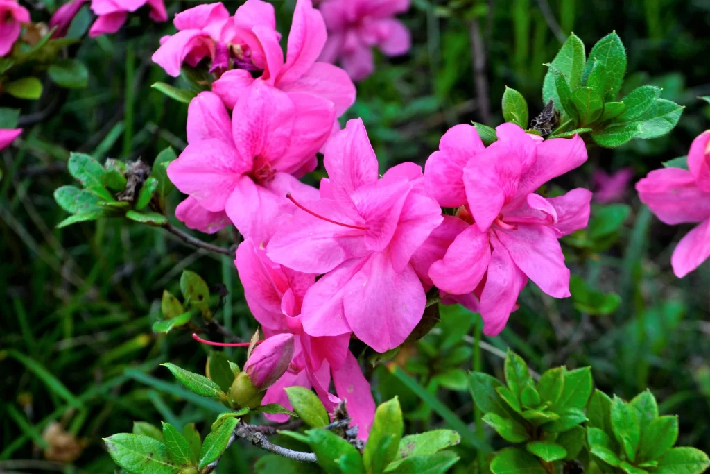 Pink Rhododendron Bloom Petals Green gray Leaves