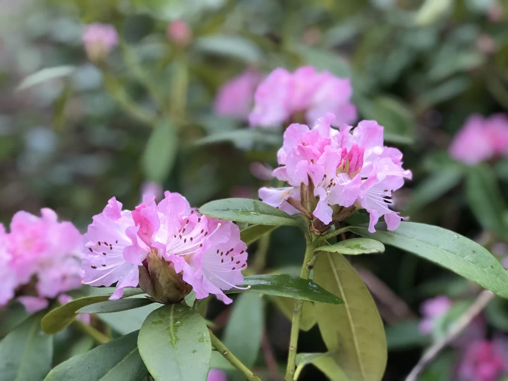 Pink Rhododendron Bloom Petals Green gray Leaves