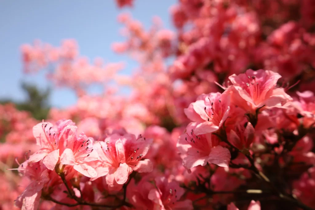 Pink Rhododendron Bloom Petals warm Sunlight