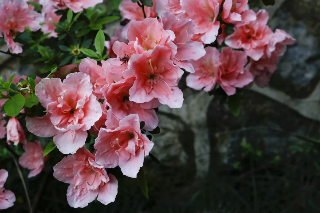 Pink Rhododendron Bloom Petals Green gray Leaves