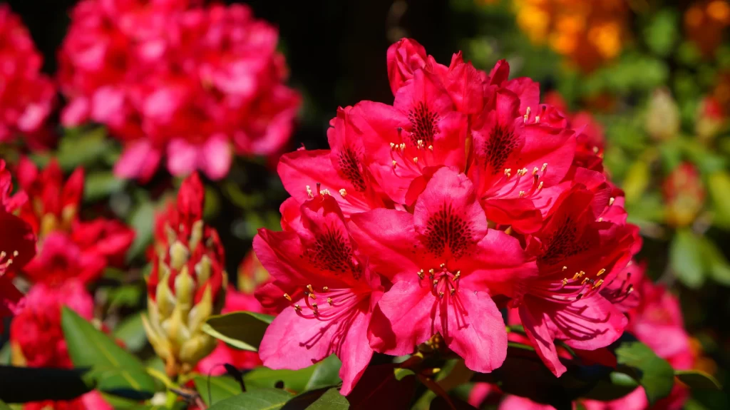 Pink Rhododendron Bloom Petals warm Garden
