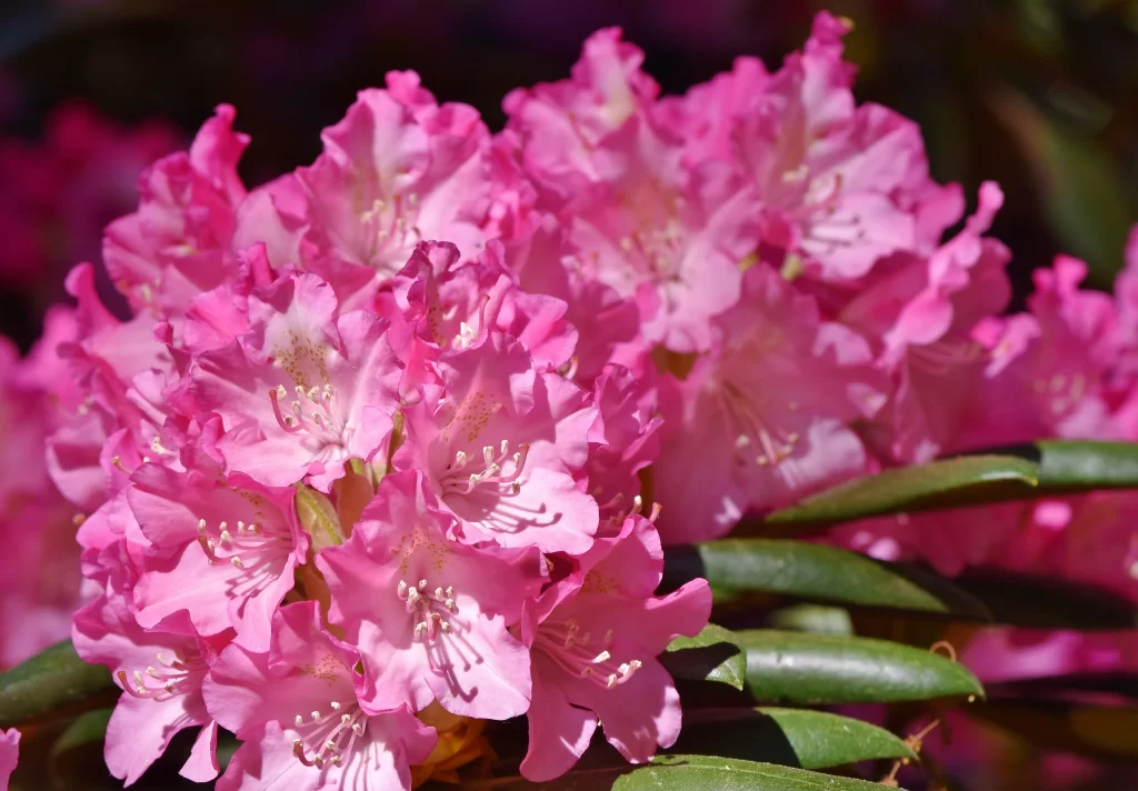Pink Rhododendron Bloom Petals Green warm Leaves