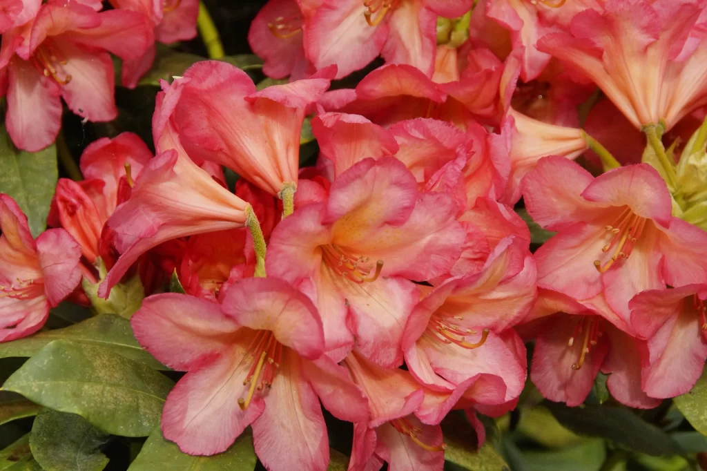 Pink Rhododendron Bloom Petals Green warm Leaves