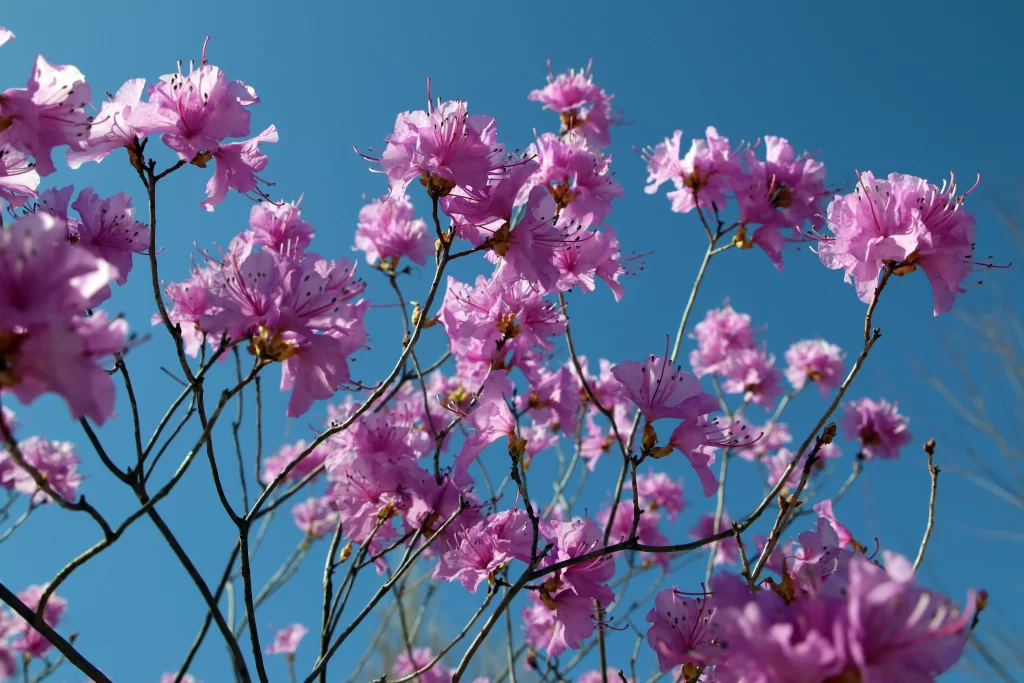Pink Rhododendron Bloom Petals Branches Blue Sky