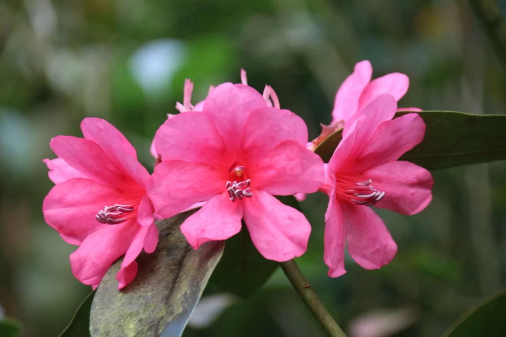 Pink Rhododendron Bloom Petals Green warm Leaves