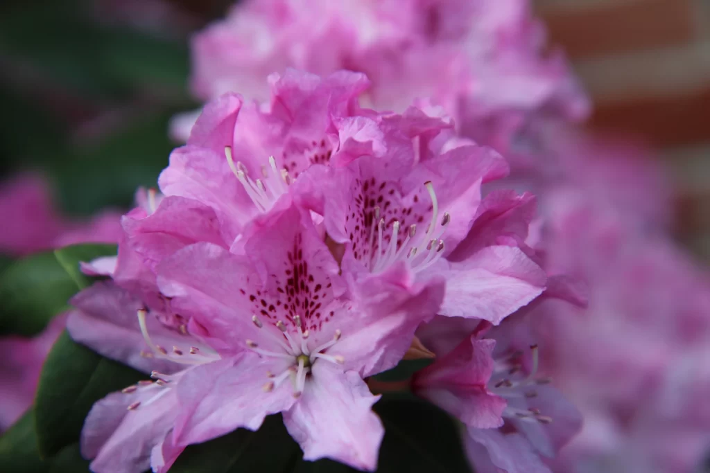 Pink Rhododendron Bloom Petals warm Speckled