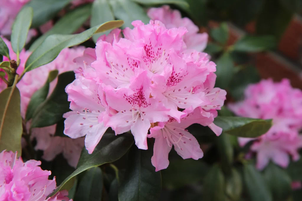 Pink Rhododendron Bloom Petals Green gray Leaves