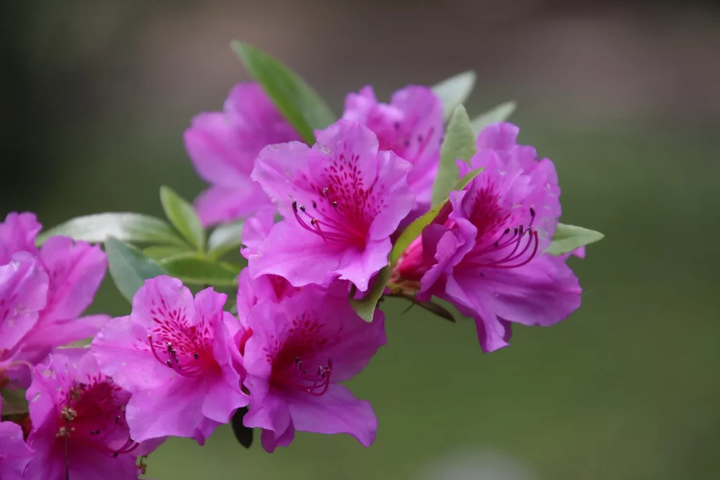 Pink Rhododendron Bloom Petals Green warm Leaves