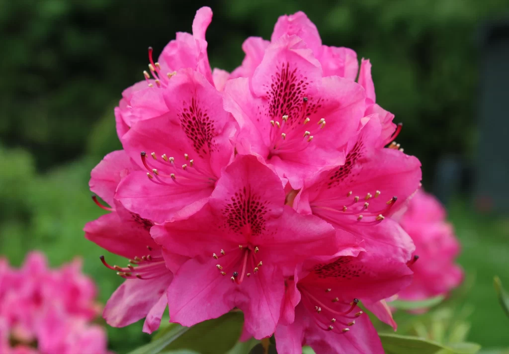 Pink Rhododendron Bloom Petals Speckled warm Garden