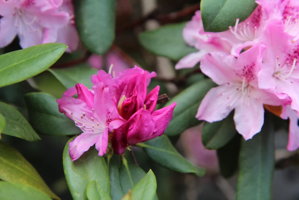 Pink Rhododendron Bloom Petals Green gray Leaves