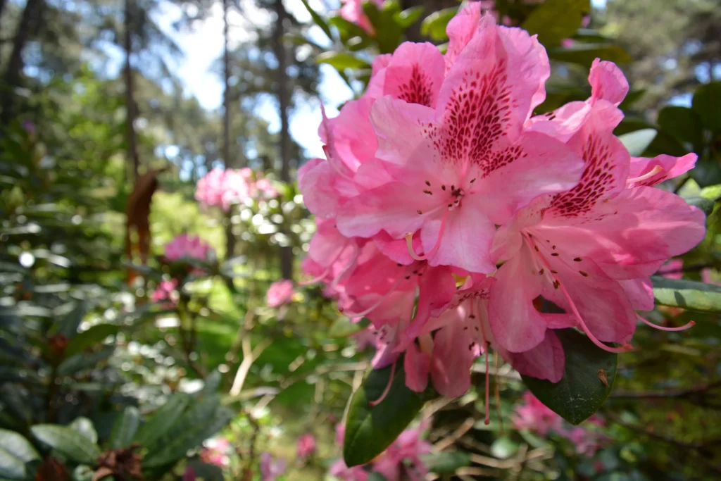 Pink Rhododendron Bloom Petals gray Forest
