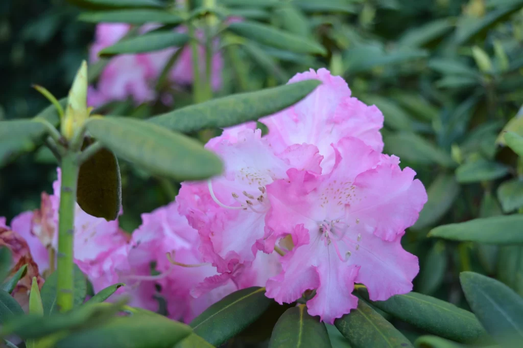 Pink Rhododendron Bloom Petals Green gray Leaves