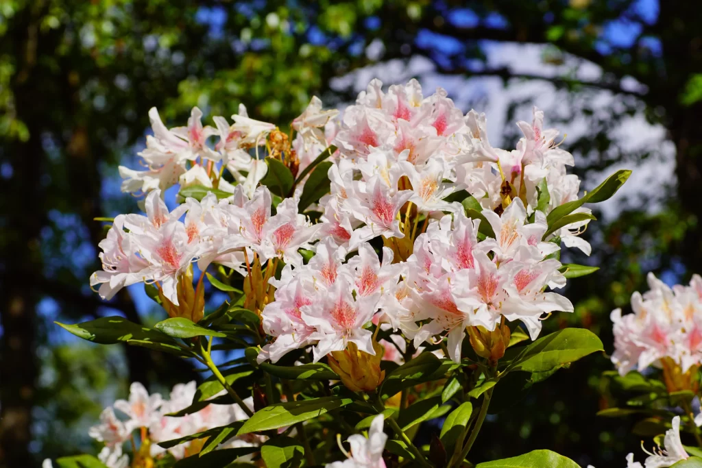 Pink Rhododendron Bloom Petals Green gray Leaves