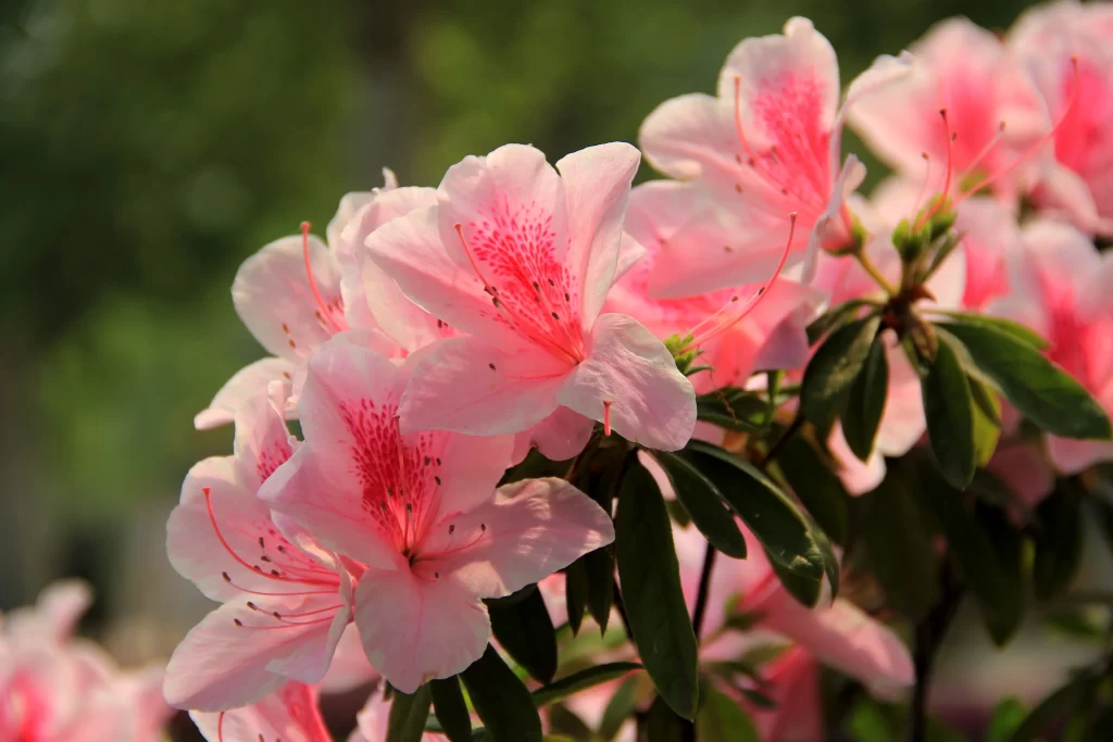 Pink Rhododendron Bloom Petals Green warm Leaves