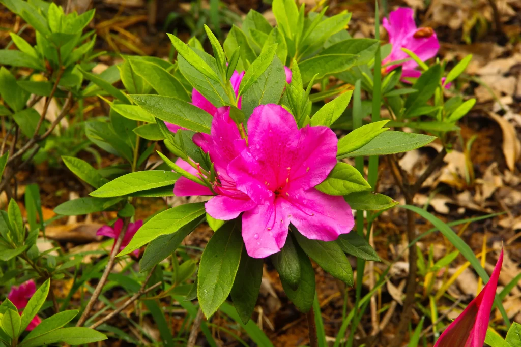 Pink Rhododendron Bloom Petals Green warm Leaves