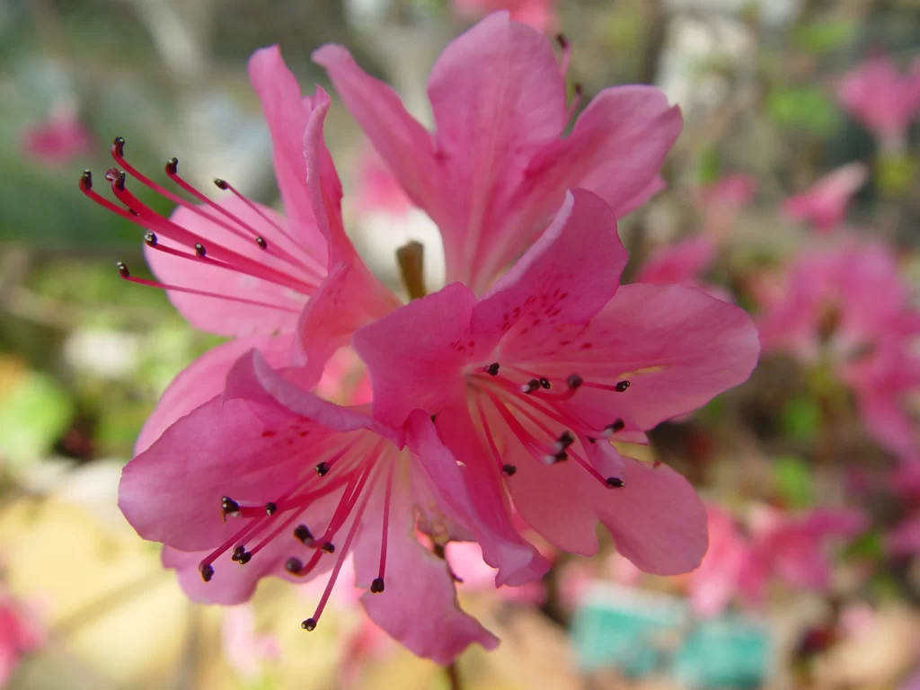 Pink Rhododendron Bloom Petals Stamen