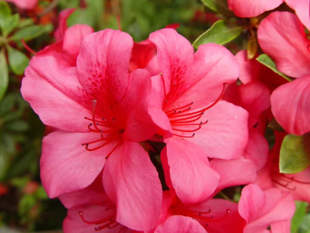 Pink Rhododendron Bloom Petals Vibrant Green