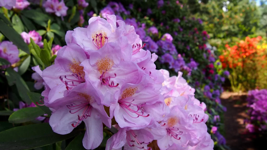 Pink Rhododendron Bloom Petals gray Garden