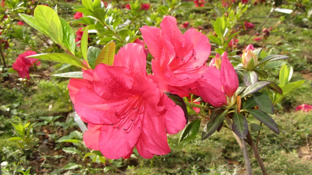 Pink Rhododendron Bloom Petals Green warm Leaves