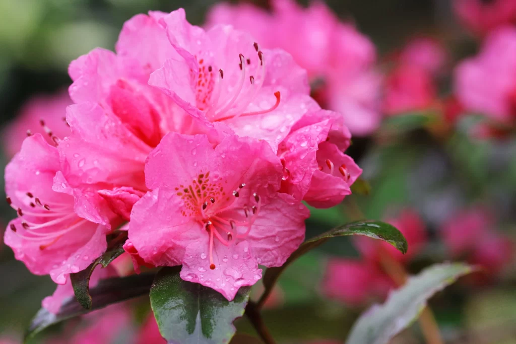 Pink Rhododendron Bloom Petals Dewdrops Green Leaves