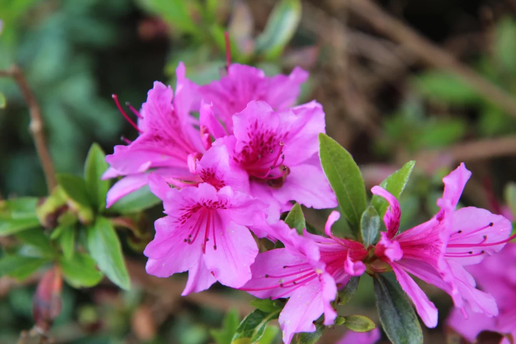 Pink Rhododendron Bloom Petals Green warm Leaves