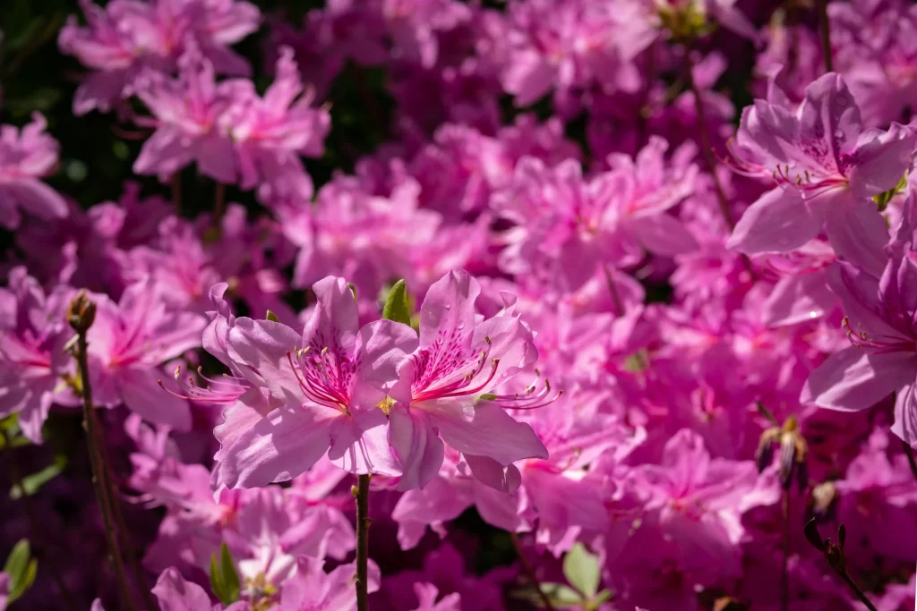 Pink Rhododendron Bloom Petals Dense warm Sunlight
