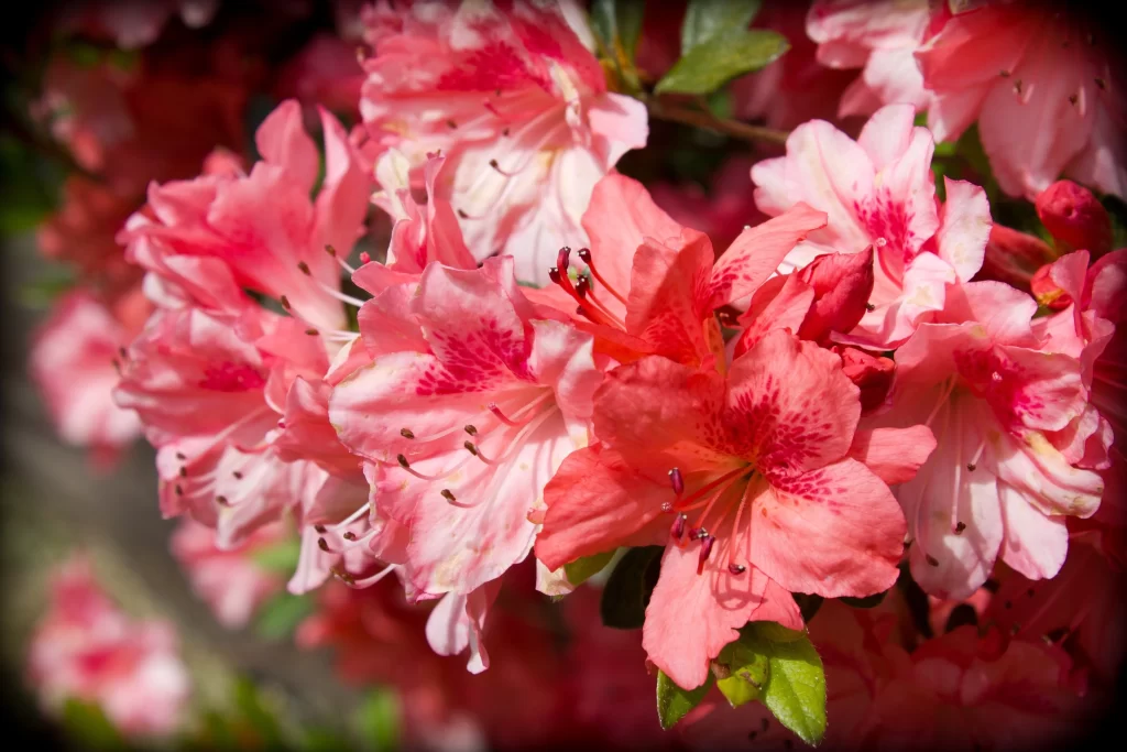 Pink Rhododendron Bloom Petals Speckled red Sunlight