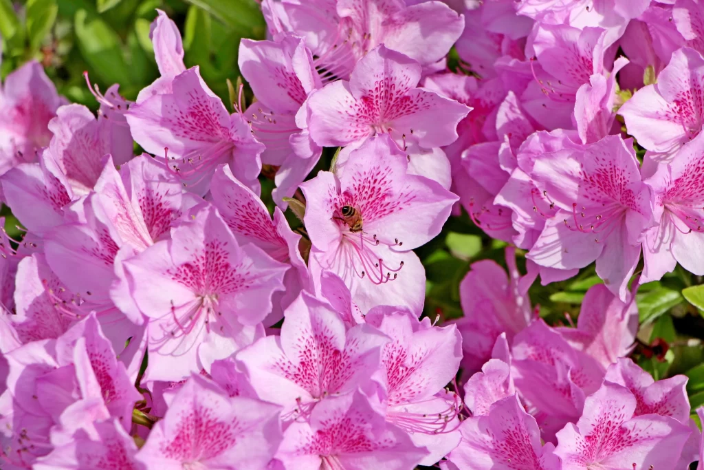 Pink Rhododendron Bloom Petals Speckled warm Sunlight