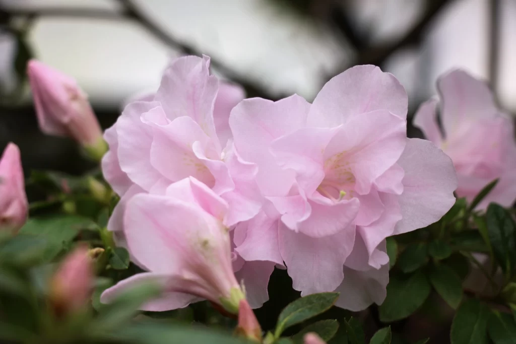 Pink Rhododendron Bloom Petals Green gray Leaves