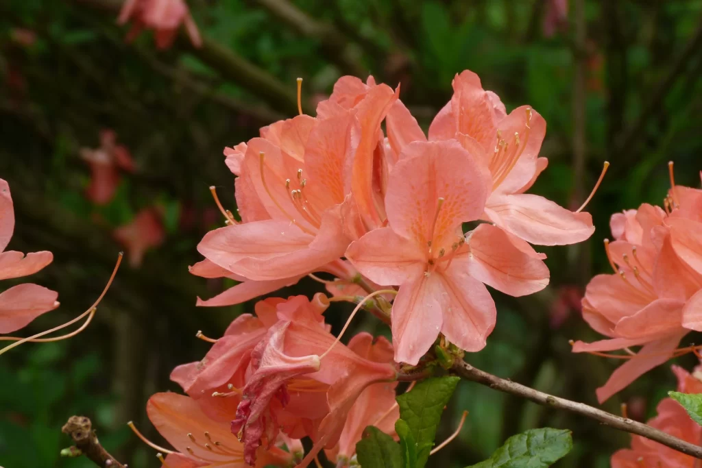 Pink Rhododendron Bloom Petals Fuzzy Stamen