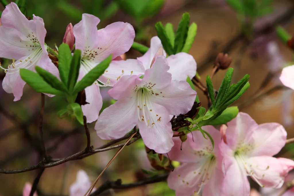 Pink Rhododendron Bloom Petals Green gray Leaves