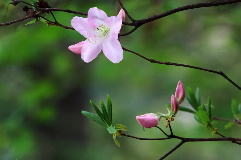 Pink Rhododendron Bloom Petals Branches Greenery