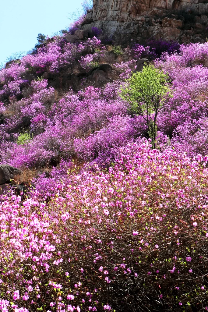 Pink Rhododendron Bloom Petals warm Hillside