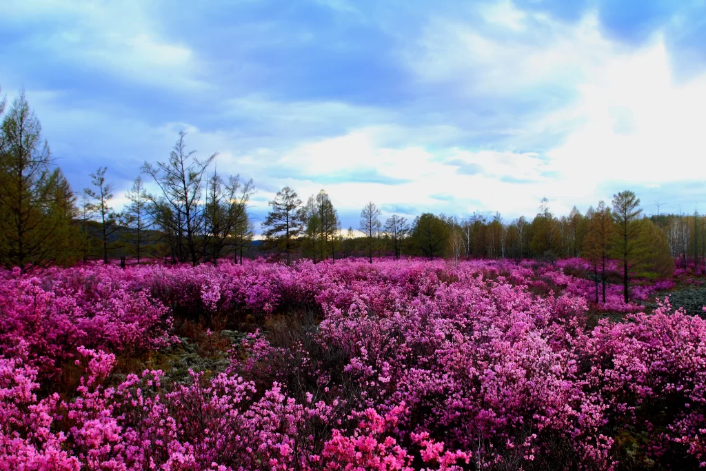Pink Rhododendron Bloom Petals gray Forest