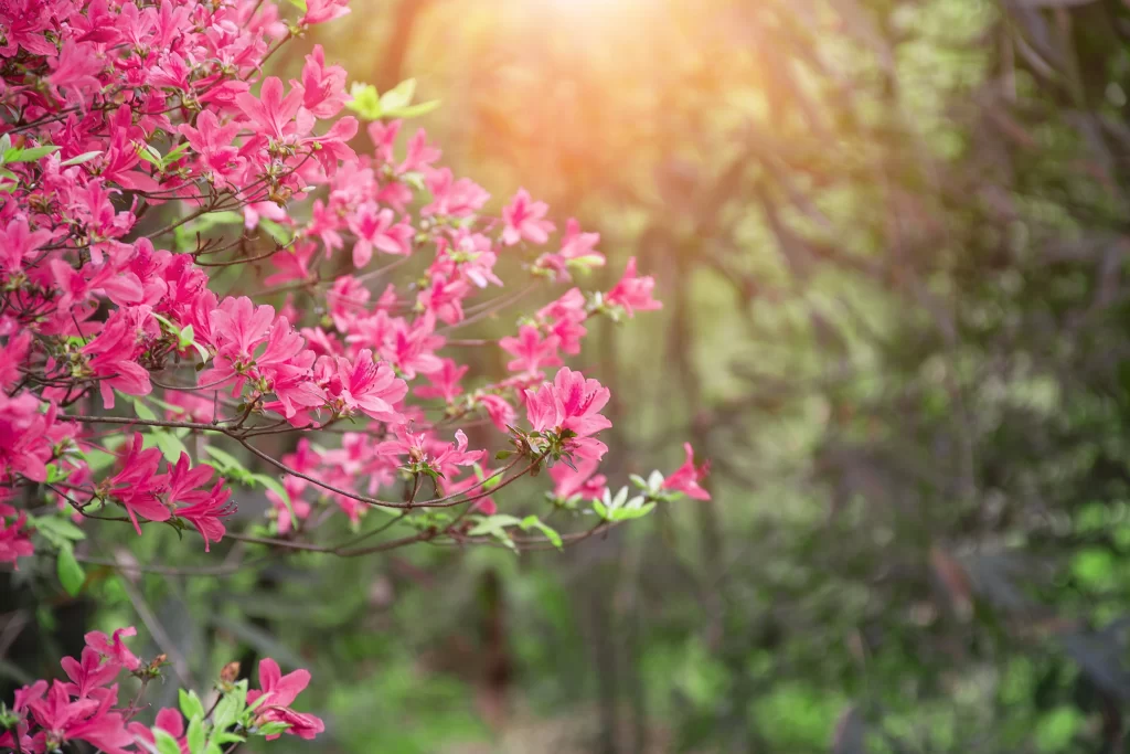 Pink Rhododendron Bloom Petals Sunlight Forest