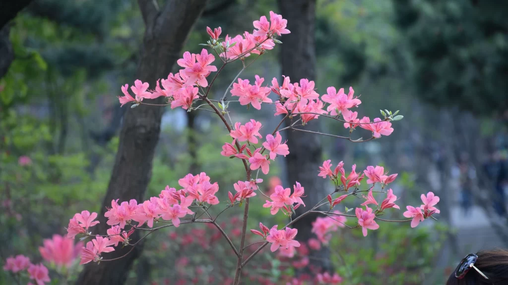 Pink Rhododendron Bloom Petals gray Nature