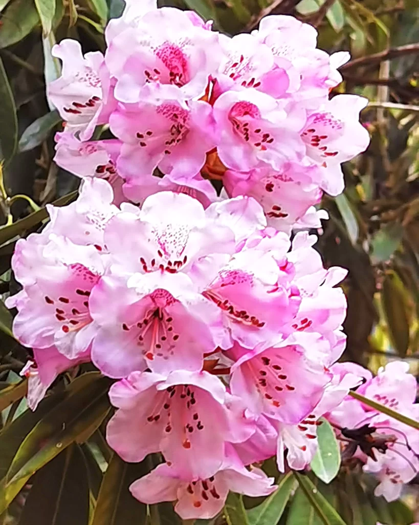 Pink Rhododendron Bloom Petals Speckled Red