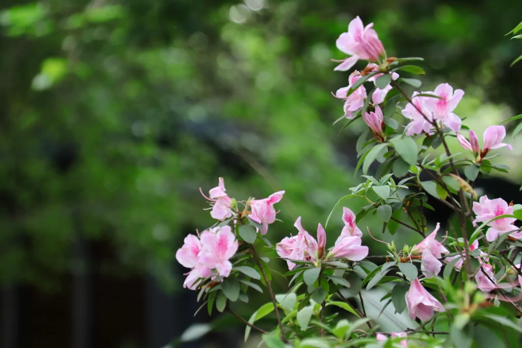 Pink Rhododendron Bloom Petals Green warm Leaves