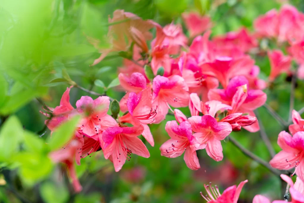 Pink Rhododendron Bloom Petals Vibrant warm Greenery