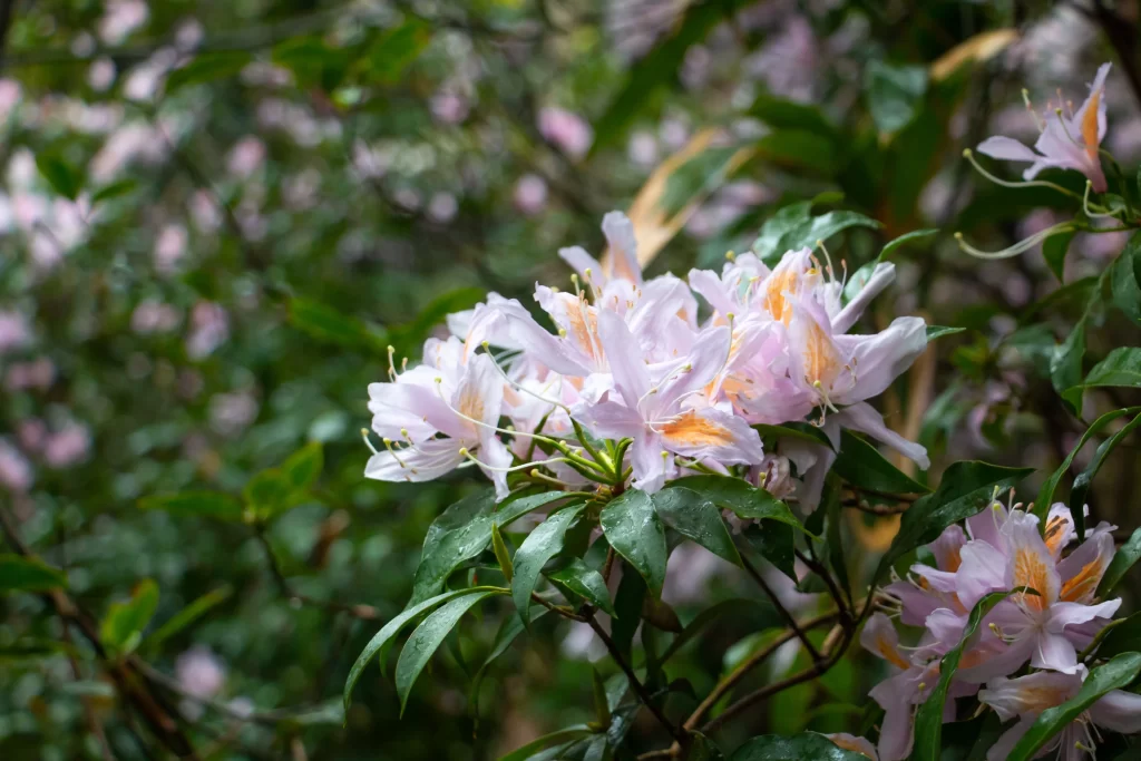 Pink Rhododendron Bloom Petals Green gray Leaves