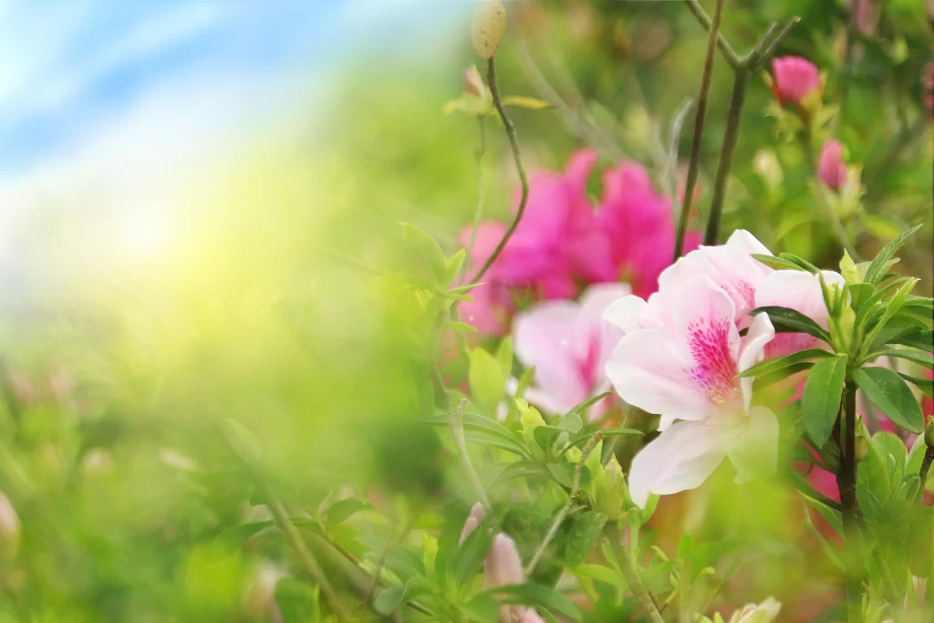 Pink Rhododendron Bloom Petals Greenery