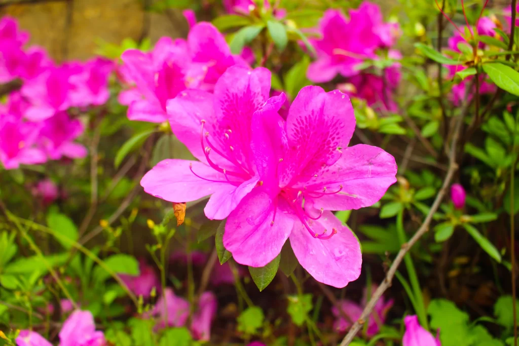 Pink Rhododendron Bloom Petals Green warm Leaves