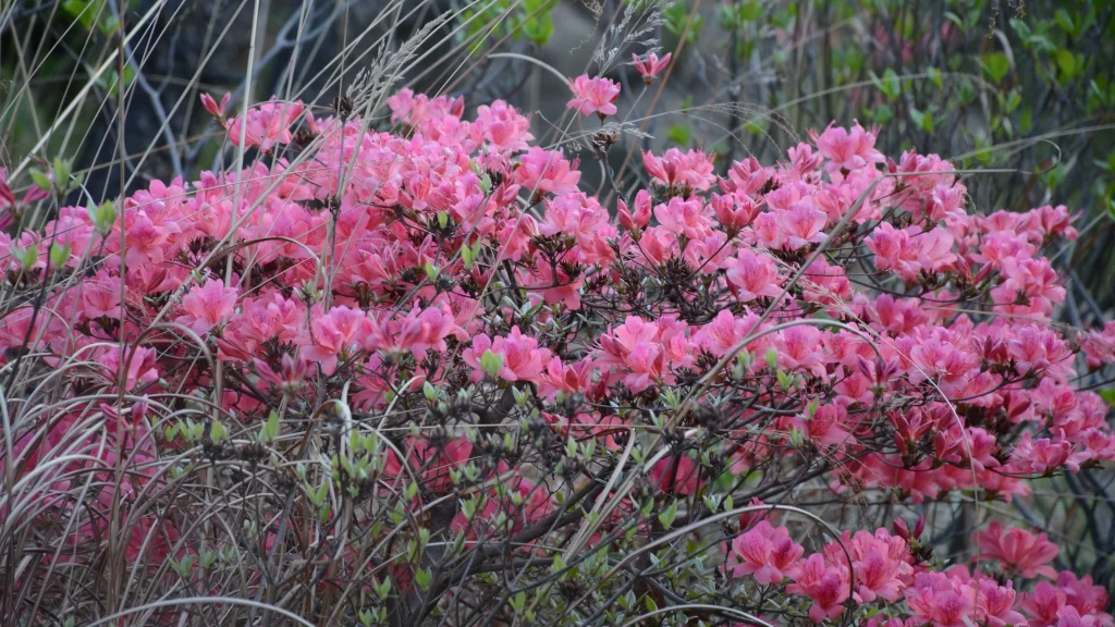 Pink Rhododendron Bloom Petals gray Bush