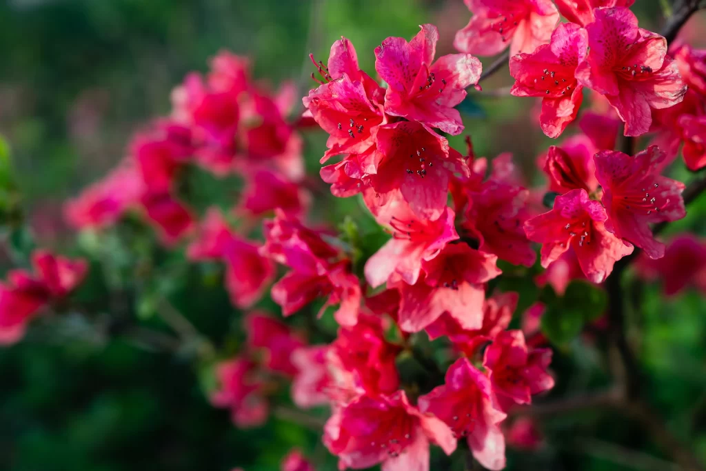 Pink Rhododendron Bloom Petals Vibrant warm Greenery