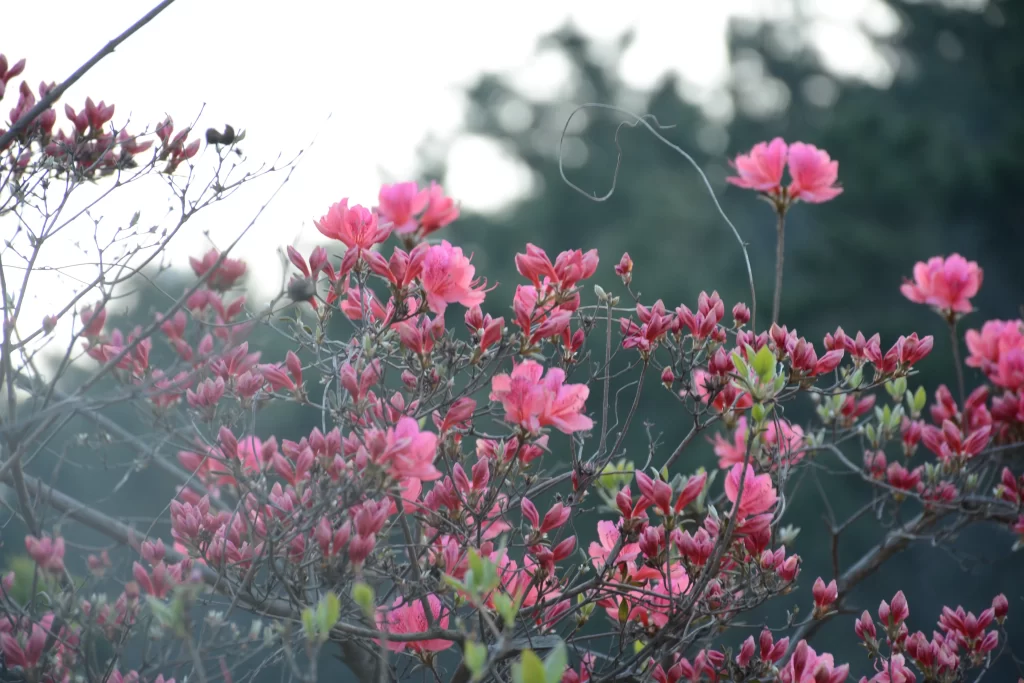 Pink Rhododendron Bloom Petals gray Branches