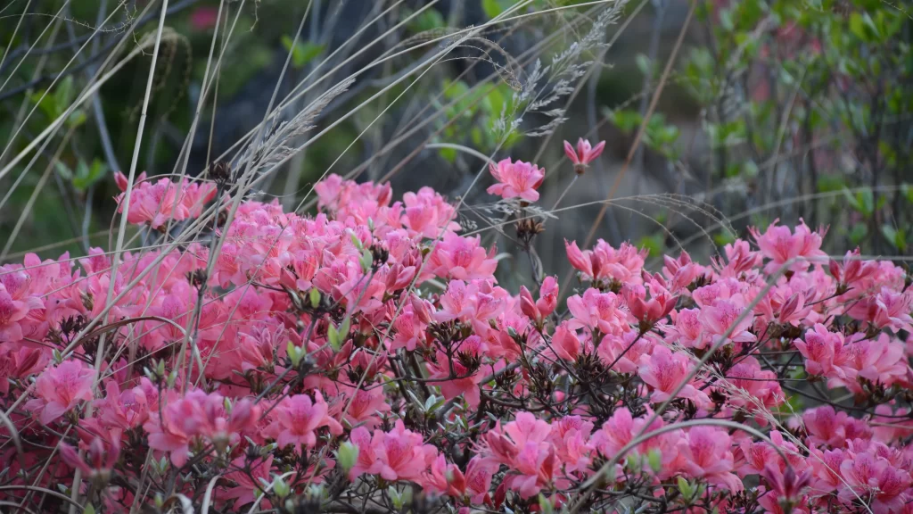 Pink Rhododendron Bloom Petals Dense Cluster