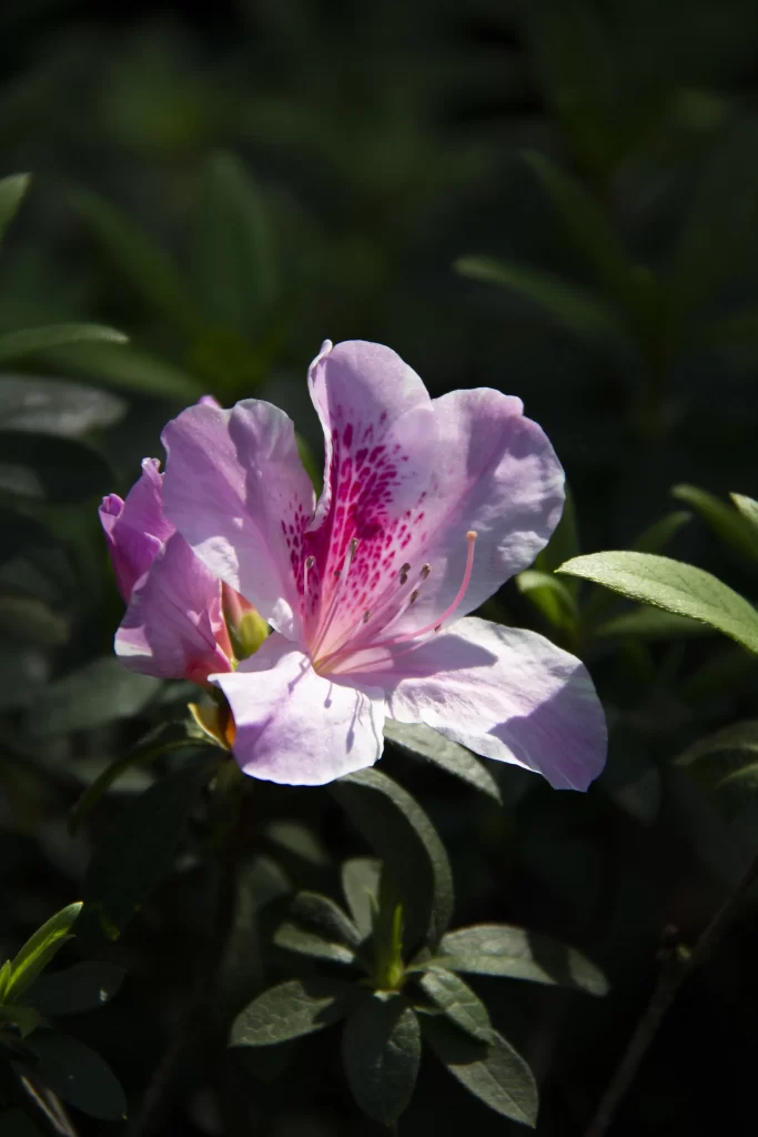Pink Rhododendron Bloom Petals Speckled Dark Background